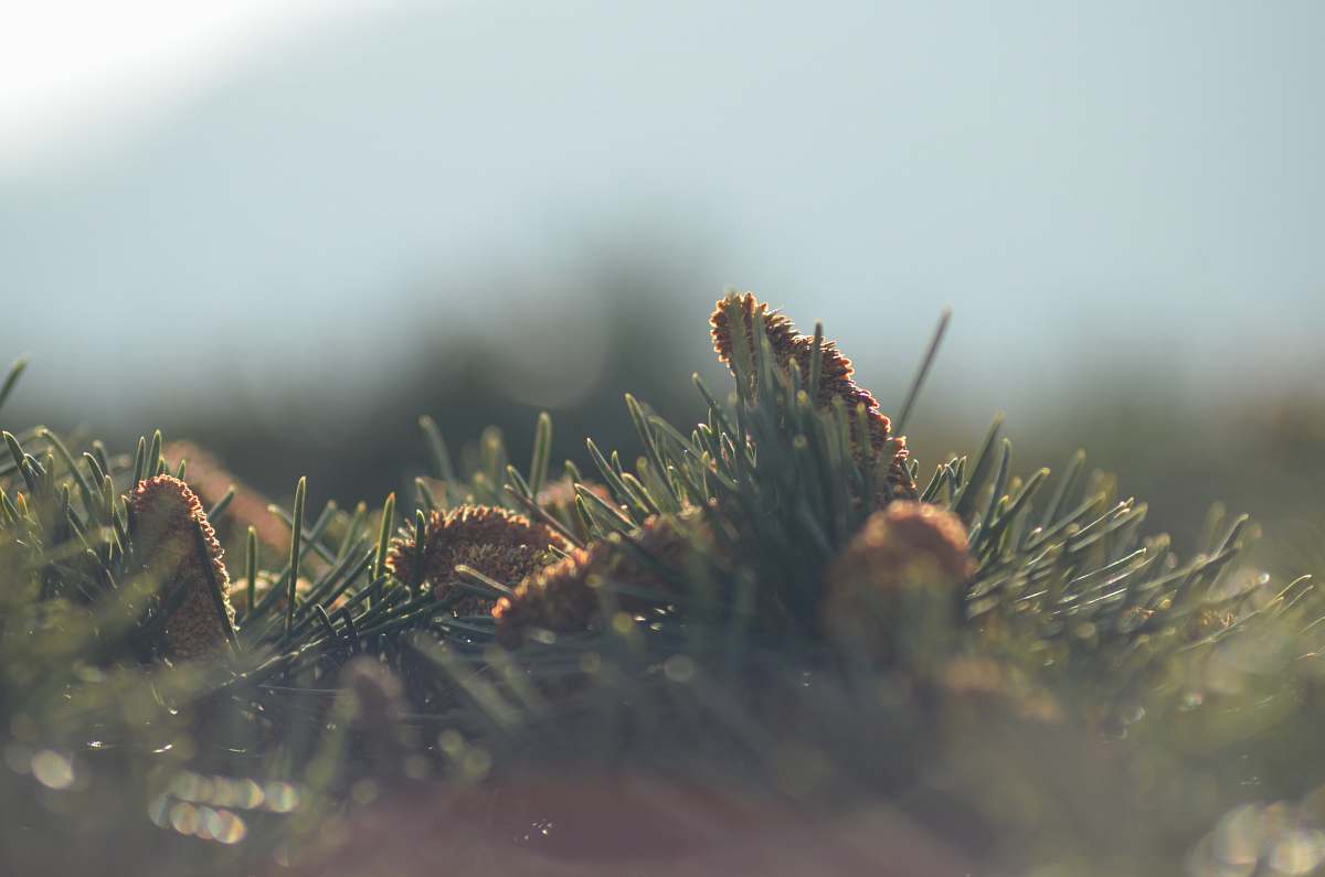 pine needle selective focus photography of green grass pinecone